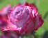 Gorgeous Pink Rose